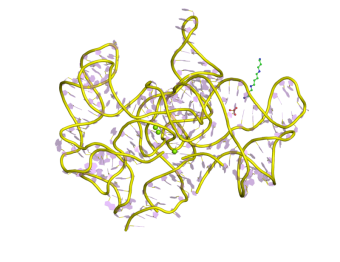 RNA